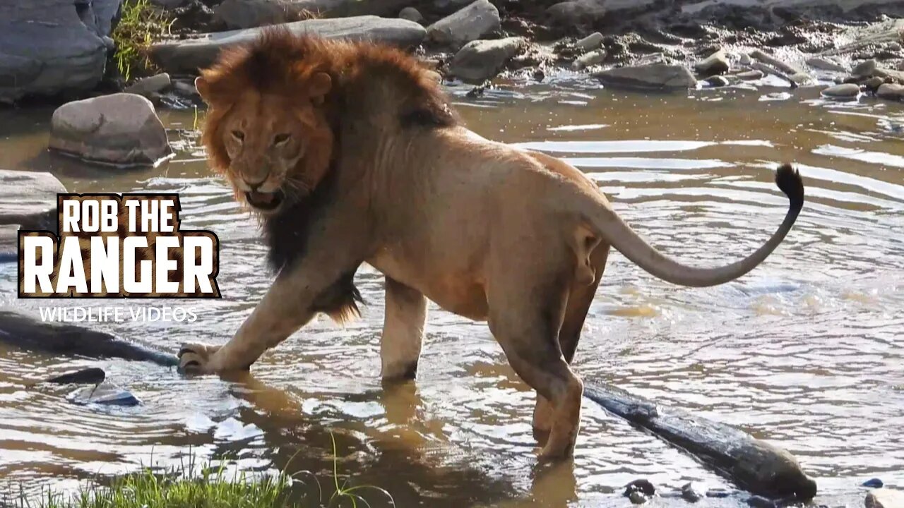 Lion Crosses A River | Maasai Mara Safari | Zebra Plains