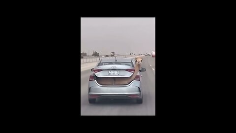 Let’s go for long drive