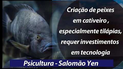 Criação de peixes em cativeiro , especialmente tilápias, requer investimentos em tecnologia