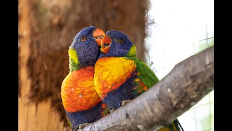 Birds Voice
