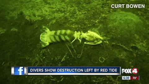 Divers show red tide destruction at the bottom of the ocean floor