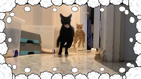 The Fast And The Furry: Every Morning They Run Like This 😹