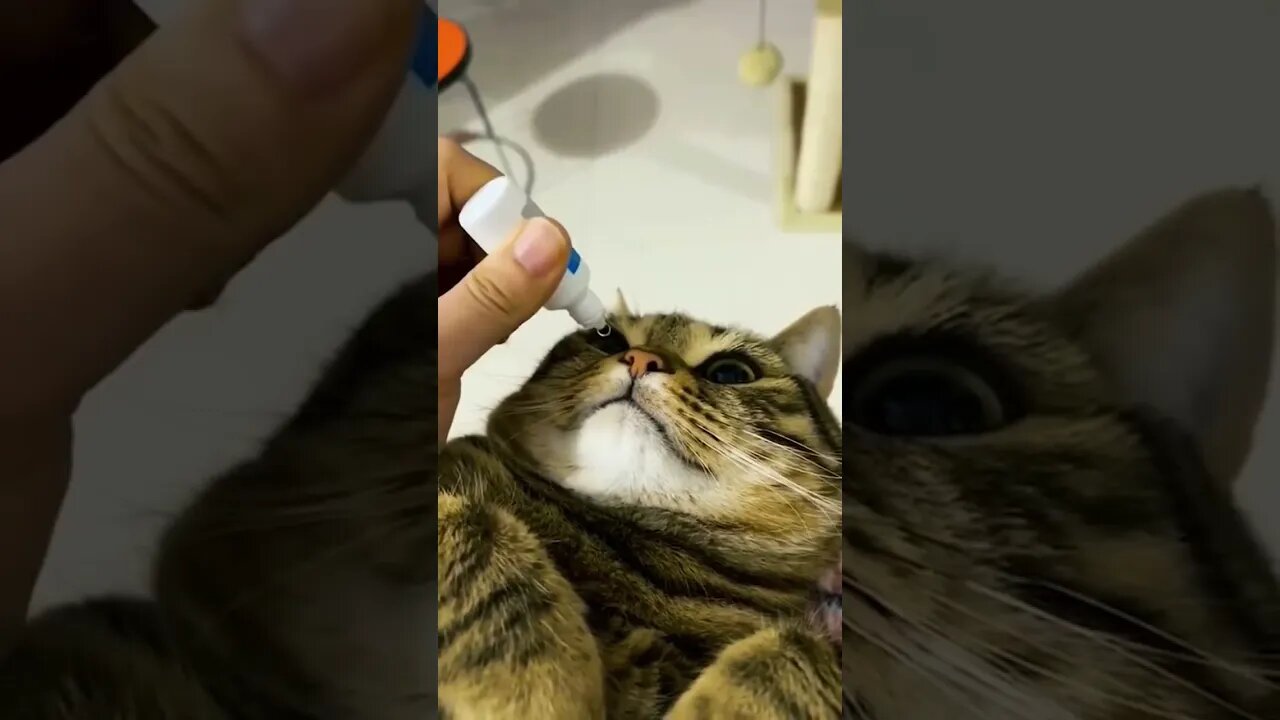 Your #funny #pet being weird #funnyshorts #fyptiktok #petshorts 🤣🤪🤣🤣😍