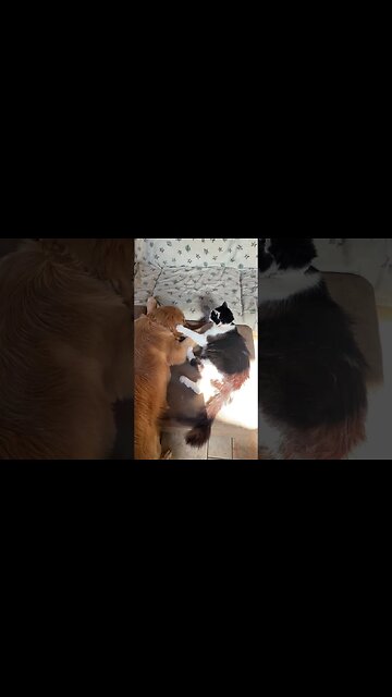 When pets love each other!!! #pets #puppy #cat