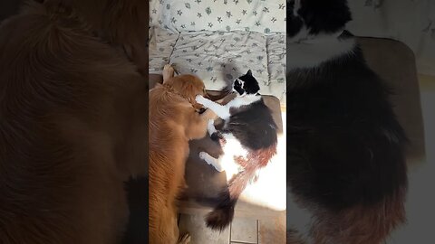 When pets love each other!!! #pets #puppy #cat