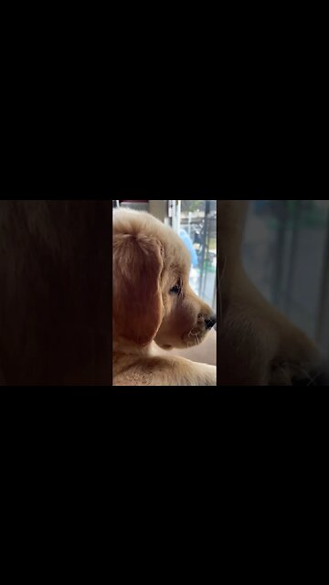 When the neighbors cat is your dog’s best friend #petsofinstagram #puppy