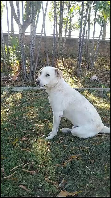 The cute dog 🐶 Max is famous