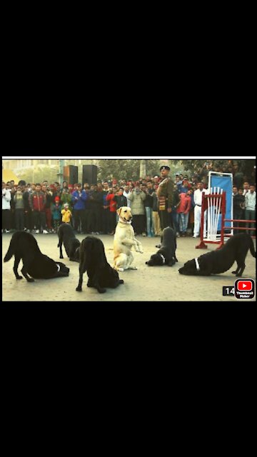 Police dog 🐕 training