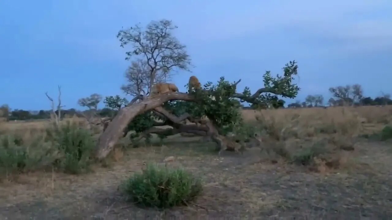 The Lion's Leg Was Bitten Off By Hyena During A Fierce Confrontation Over Food - Lion Vs Hyenas-3