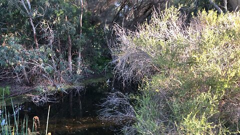 The sound of Australian bush 🙌🇦🇺🙌