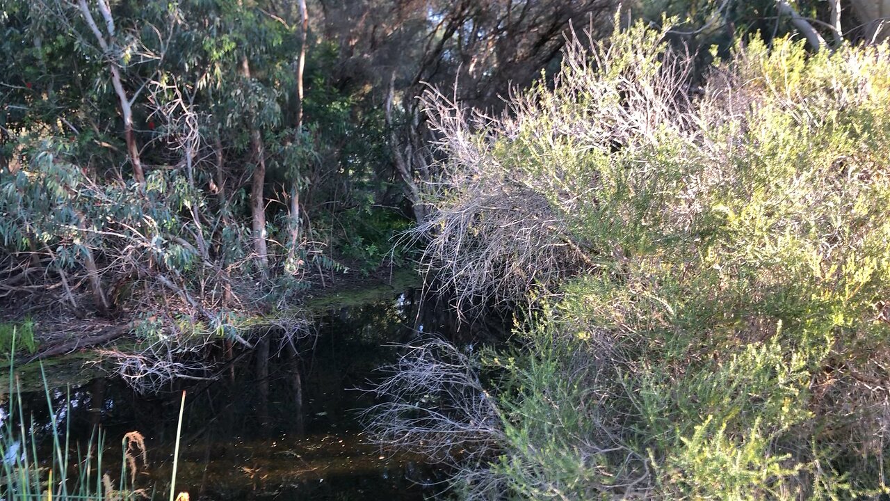 The sound of Australian bush 🙌🇦🇺🙌