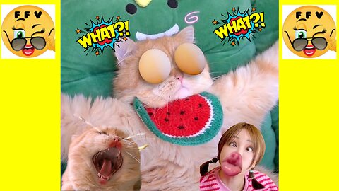 Collection Of Funny Cat Videos. A Super Cat With A Super Naughty Little Owner. Part 8.