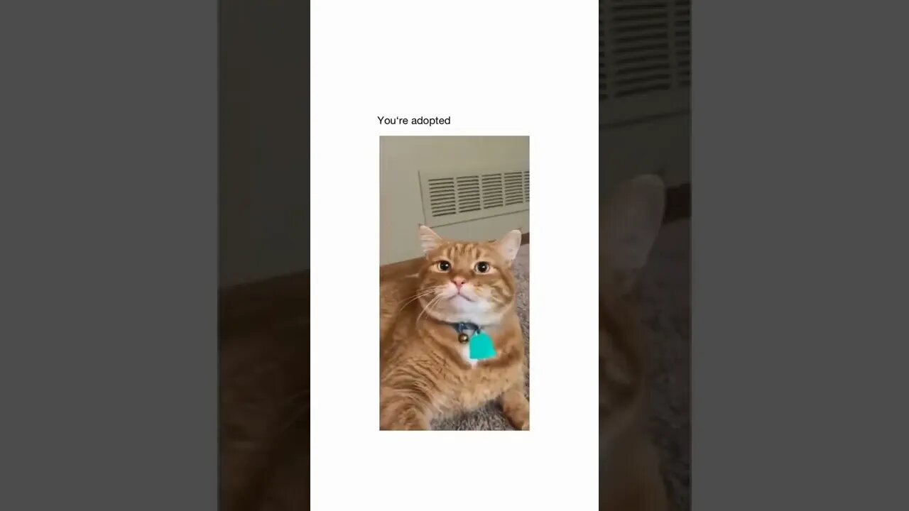 Wait 'till the end 😂😂 #shorts #shortsvideo