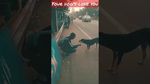 Your dog's love u❤️🙏 #shorts #viralshorts #youtubeshorts #viral #trending