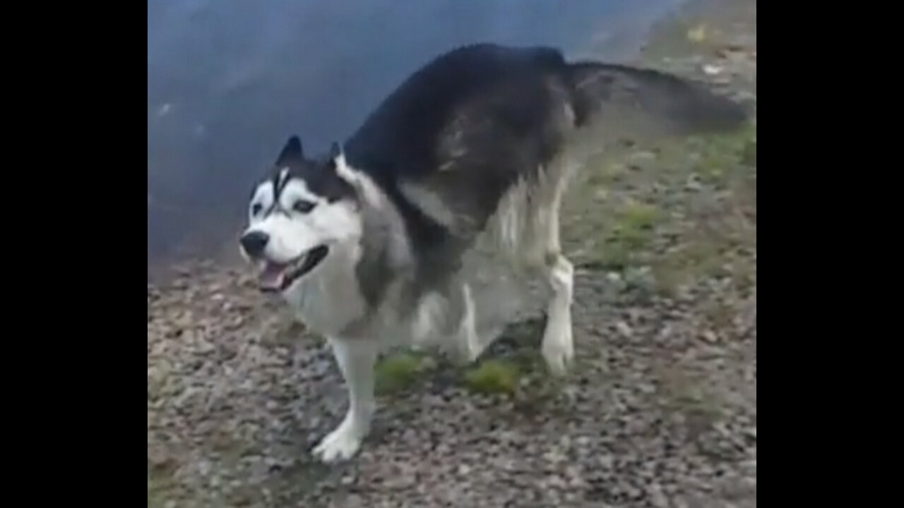 Only Husky can do this!?