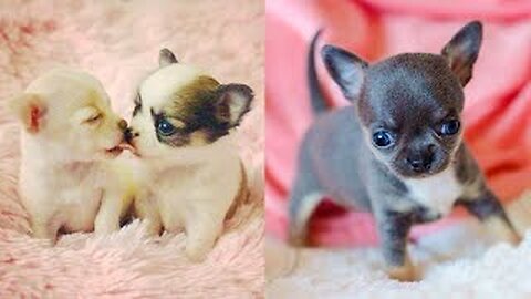 Cute Baby Animals Videos Compilation _ Funny and Cute Moment of the Animals #21