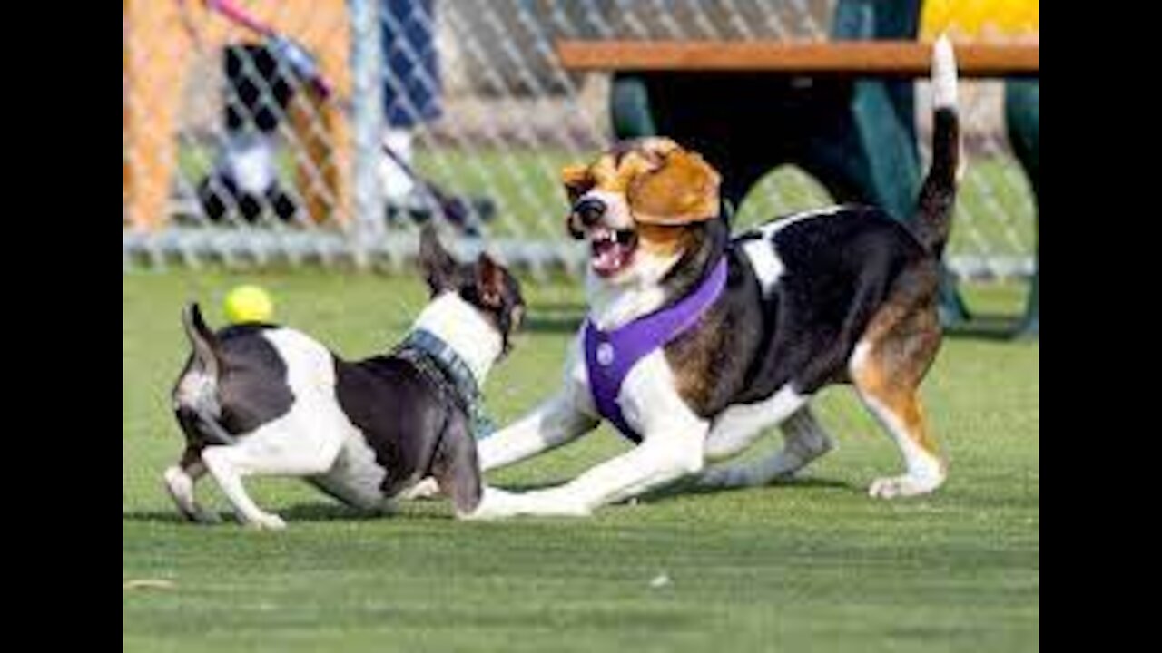 How To Make Dog Become Fully Aggressive With Few Affordable Tricks