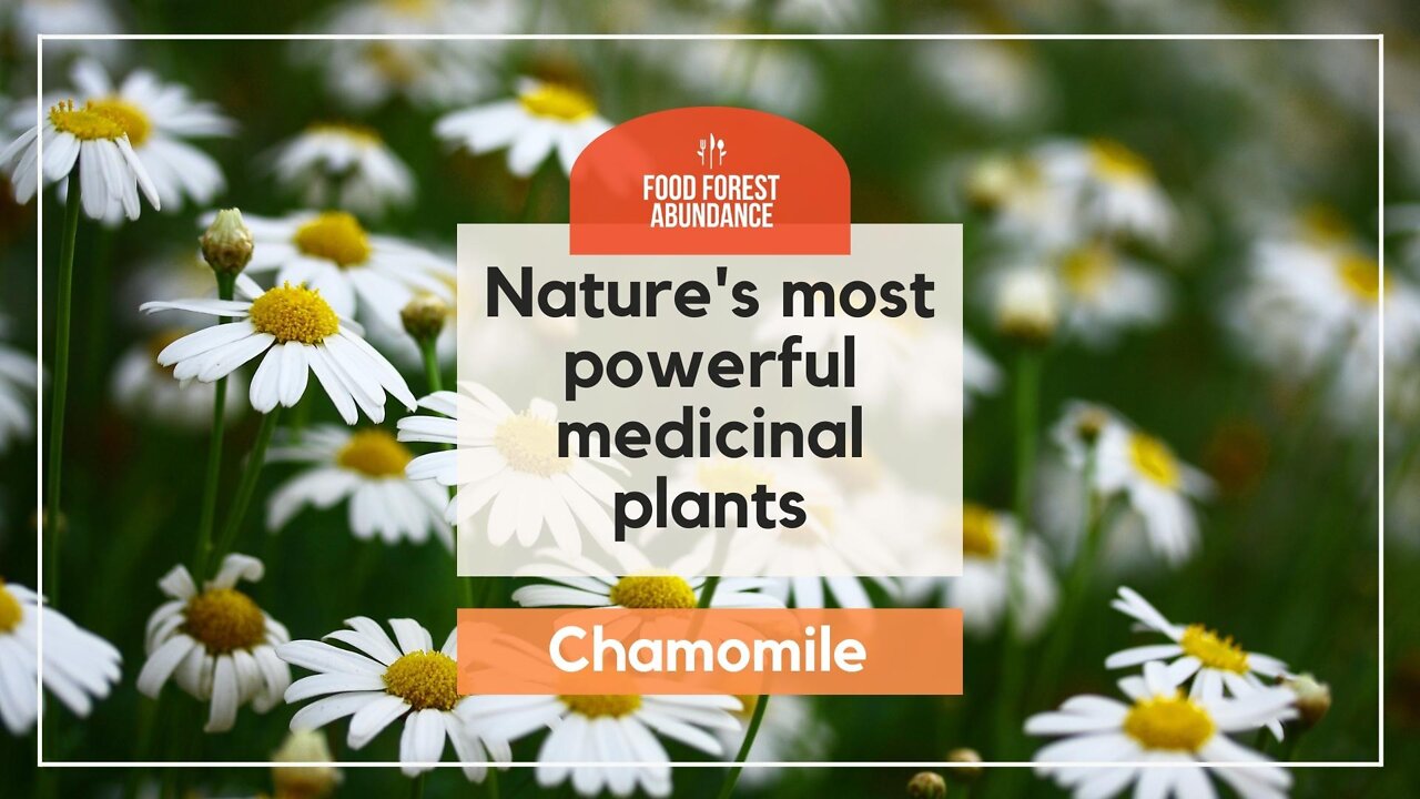 Nature’s most powerful medicinal plants: Chamomile