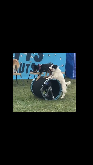 Dogs Work Together To Push Dog In Cart