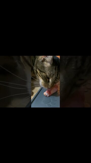 Get started on homemade cat food #shorts