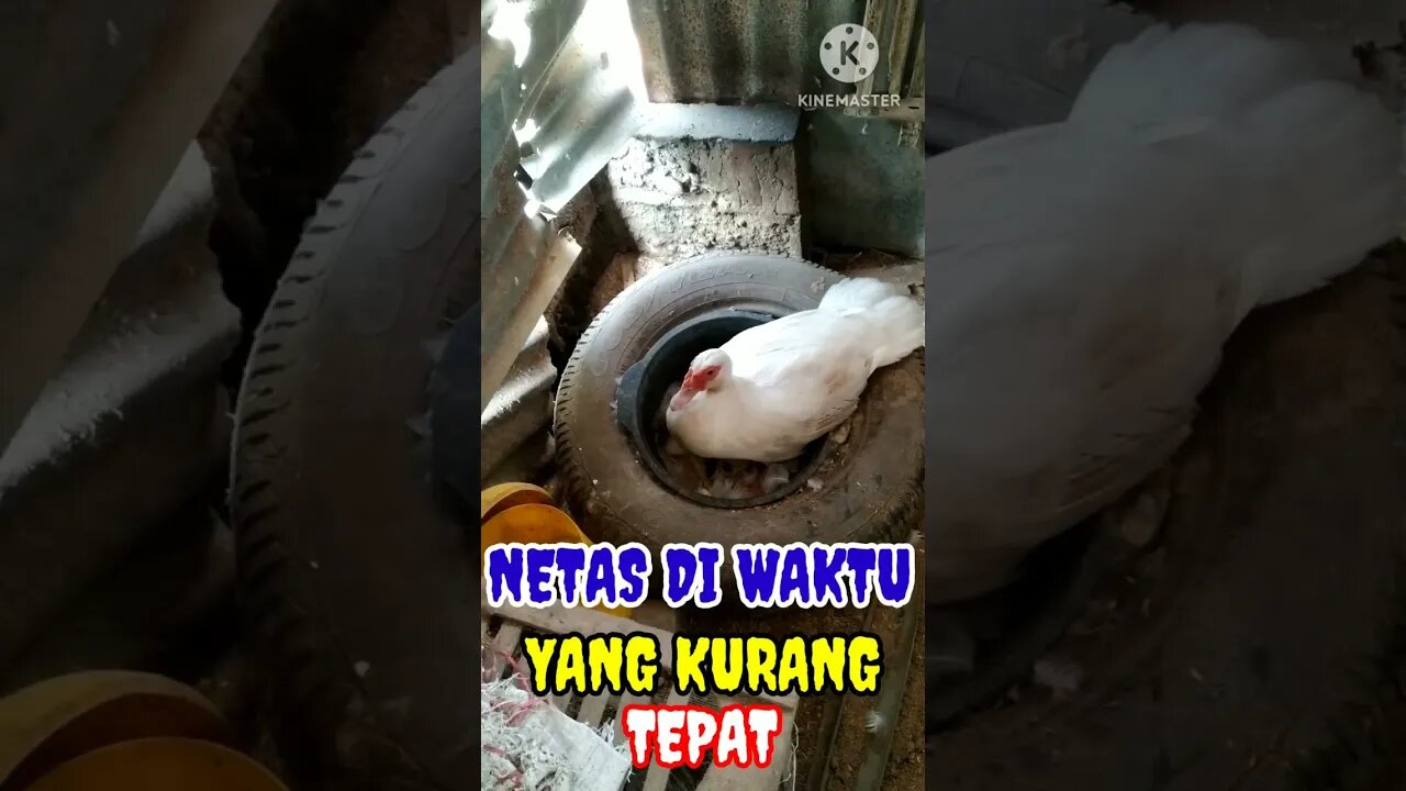 ALHAMDULILLAH NETAS WALAU DI SAAT YANG KURANG TEPAT KARENA PAS GA PUNYA UANG UNTUK BELI VOER 511