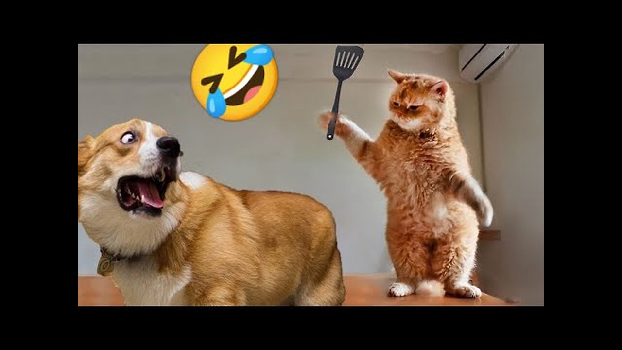 Funny animal video of all time - funny cats/dogs