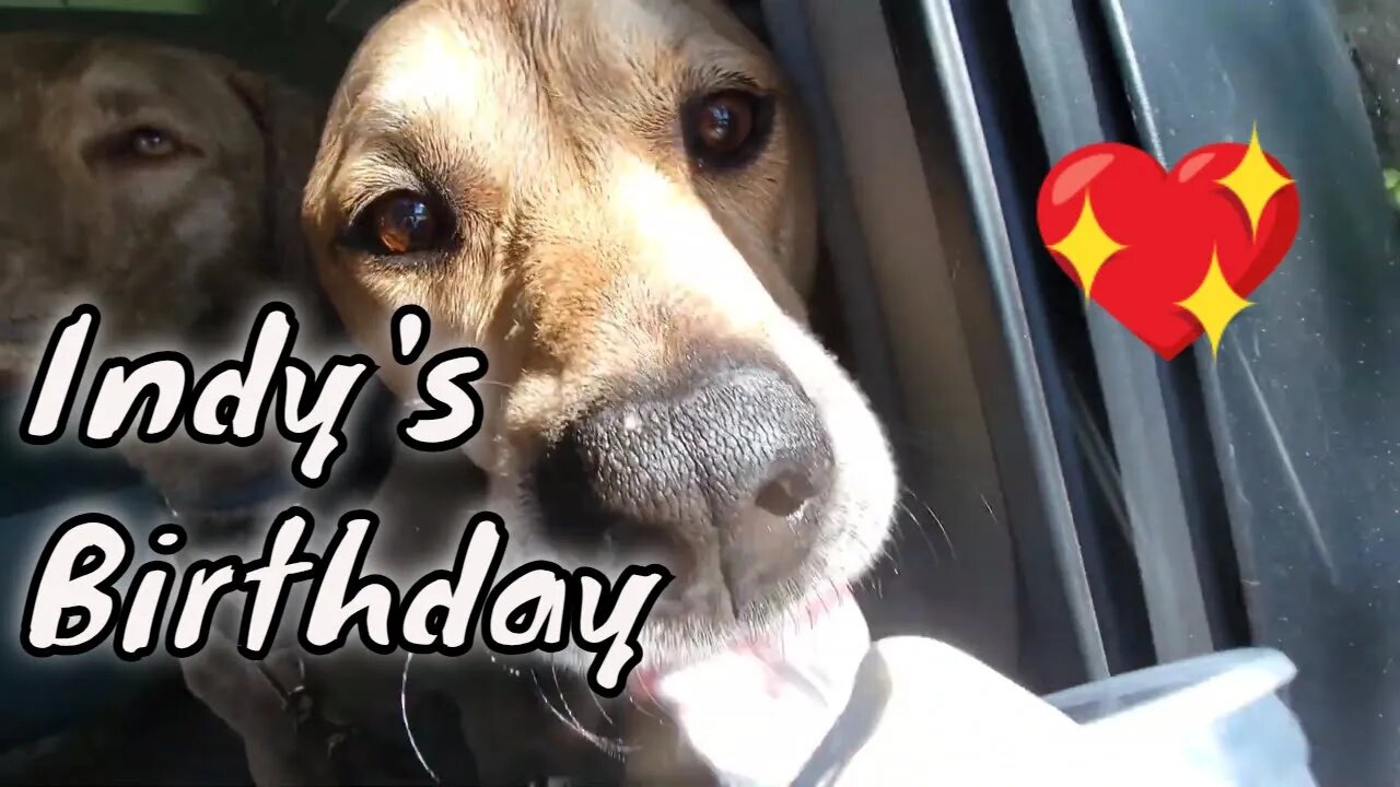 Indy's Birthday | Scenic Ride to the Beach | Ice Cream #dogbirthday #minivancamper