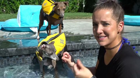 Teach your Dogs How To Swim