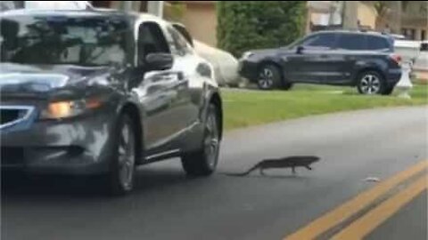 Un iguane ninja esquive à la mort