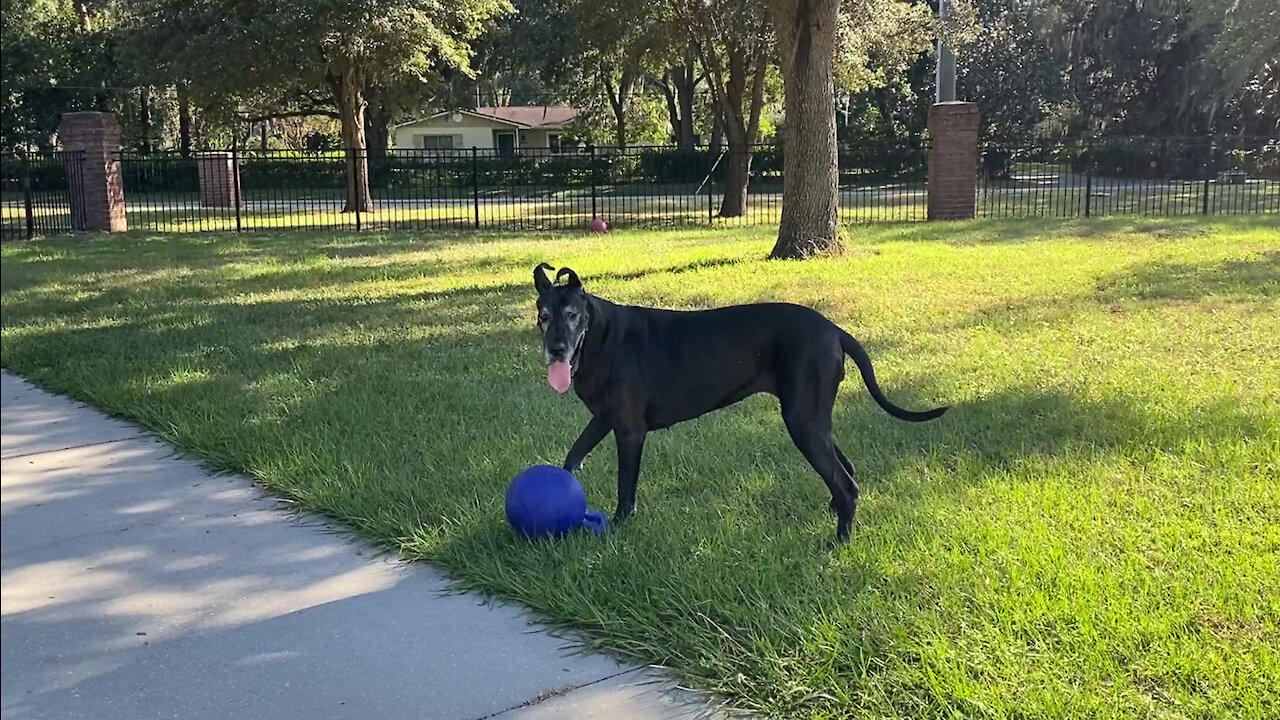 Funny Great Danes Get Sidetracked On Their Way To Deliver Cat Treats