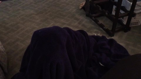 Funny Dog Hides Under A Blanket And Jumps Out When The Guests Arrive