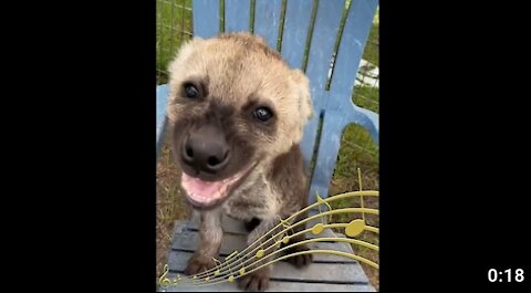 Hyena screams at you for 18 different sounds MathsWatch