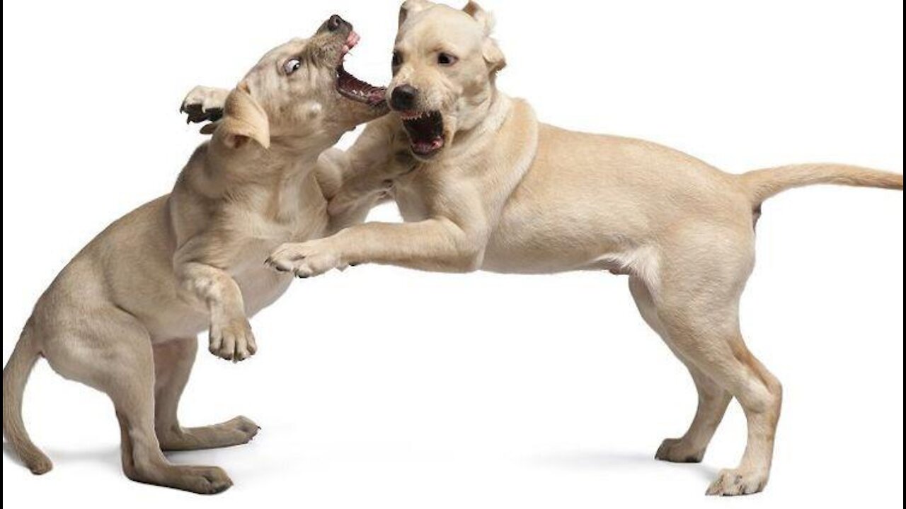 Asian Dogs Fight