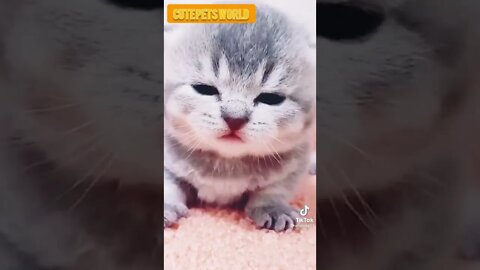 little kittens meowing and talking #funny #shorts #catcute #catvideos #tiktok #trending #trend