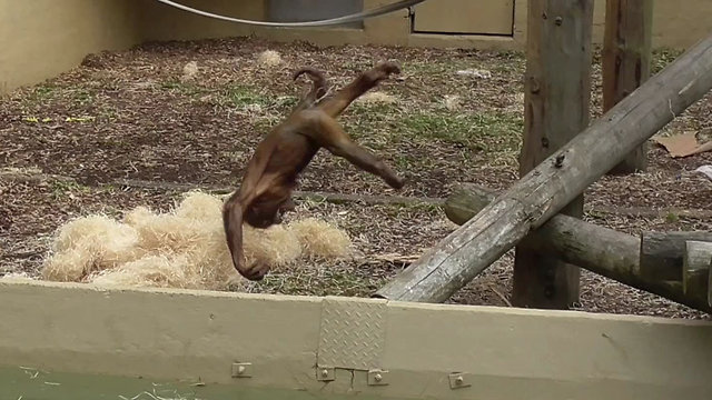 Baby orangutan jumps onto self-made crash mat