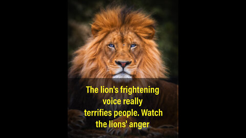 Watch the big lions' fury, it's really scary