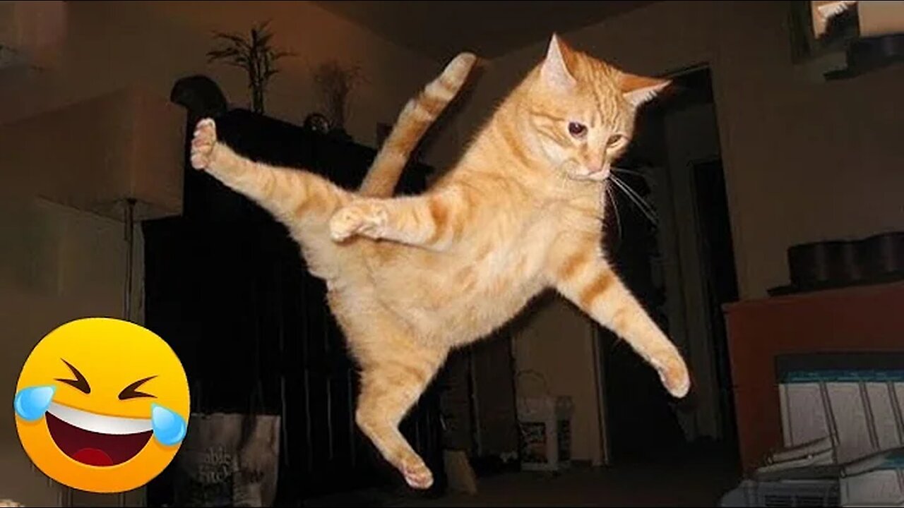 The Best Funny Moments Of Animals 2