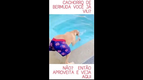 funny vídeos/ dog in shorts