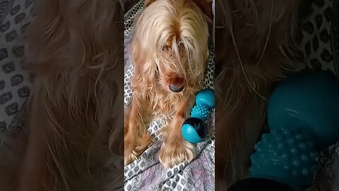 #dogshow , #animals , #dogs , #shorts