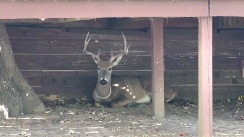 Twin Eagle Deer! It's wildlife October 20th