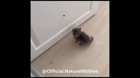 Kitten's Fly-Catching Fail