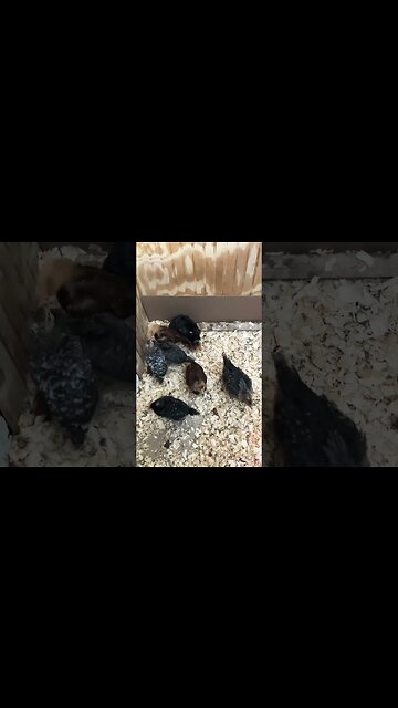 Chick in incubator hides under bigger chicks