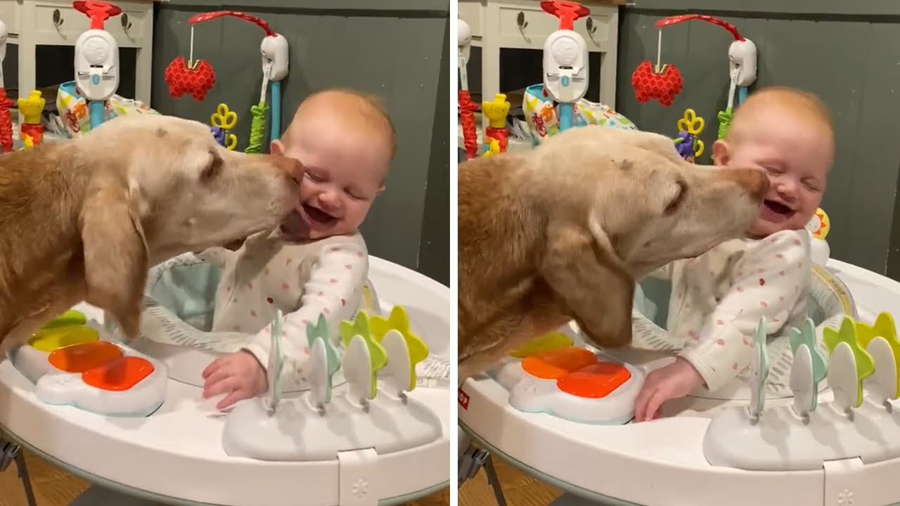 Elderly dog gives baby kisses in special viral video #Shorts