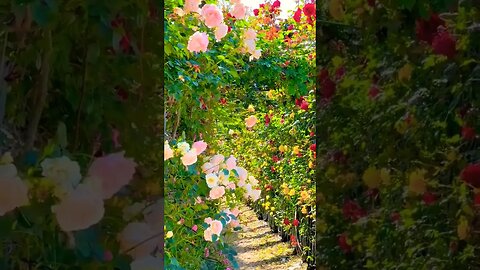 The Beautiful flowers You've Been Waiting For #motivational #viralvideo