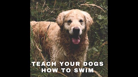 Teach your dogs how to swim with this simple tips.