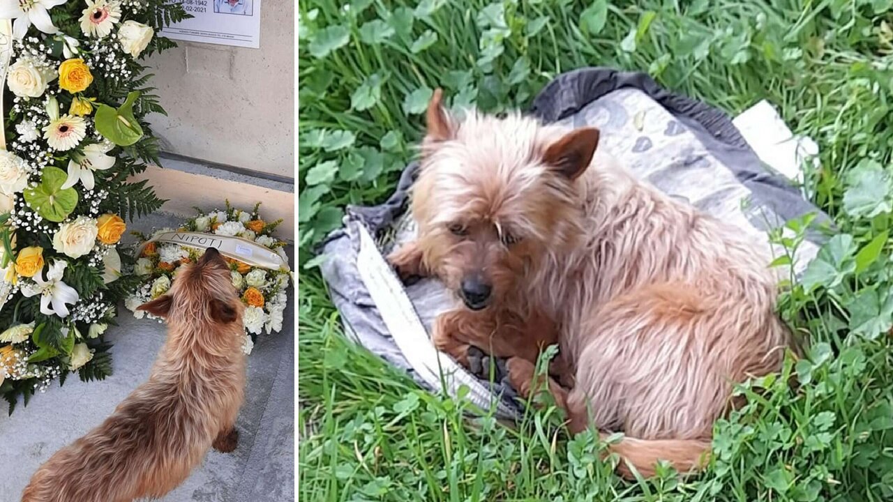 Dog Found Late Owner’s Grave And Visits Him Every Day