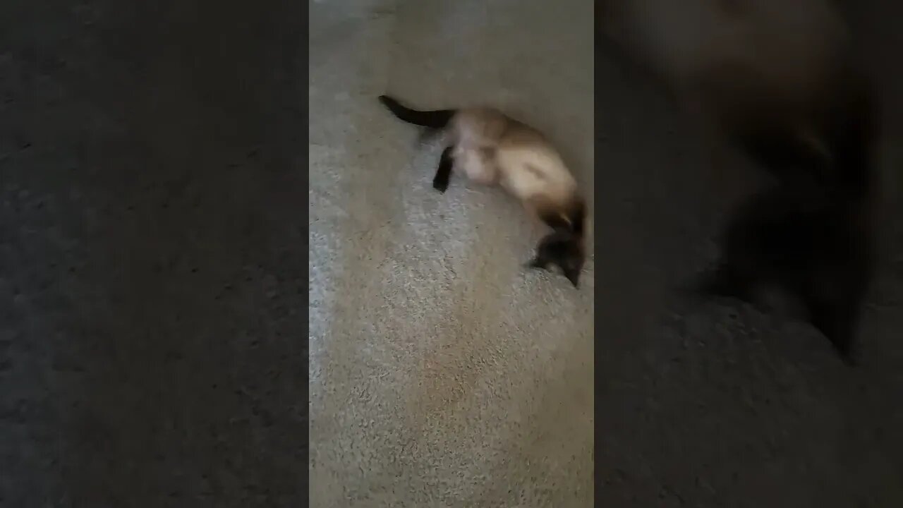 silly kitty #cat #viral #kittycat #kitty #short