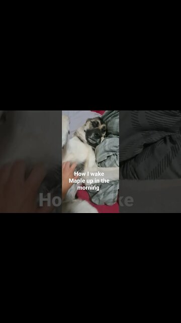 Morning Scratches For Maple #shorts