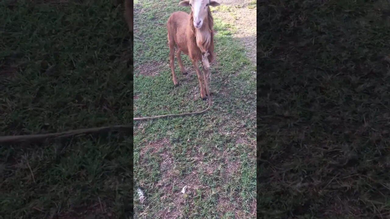 Lambo CAUGHT eating green grass