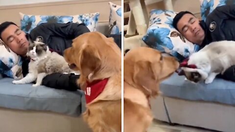 The dog not share your place